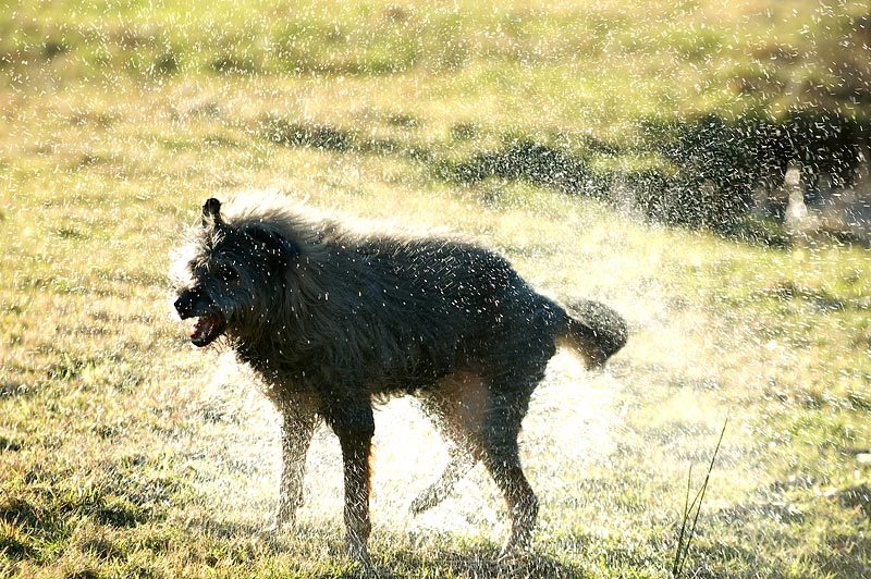 Lulu nach dem Baden.